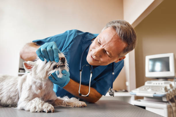 Best Same-Day Emergency Dental Services in Romulus, MI